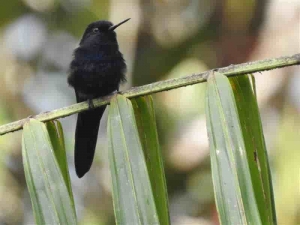 Lundin Gold y la Universidad T&eacute;cnica Particular de Loja (UTPL) estudian especies clave de la Amazon&iacute;a para impulsar su conservaci&oacute;n