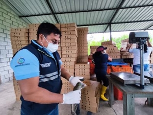 Zamora Chinchipe, exporta mensualmente a Estados Unidos m&aacute;s de 24.000 libras de rana