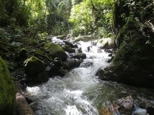 38 A&Ntilde;OS DE CREACI&Oacute;N DEL P&Aacute;RQUE NACIONAL PODOCARPUS