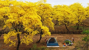Zapotillo aprob&oacute; la visita de turistas al florecimiento de los guayacanes