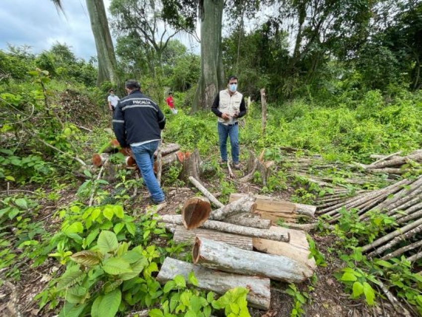 Prisión para infractor por atentar contra la flora y fauna silvestre dentro de un área protegida