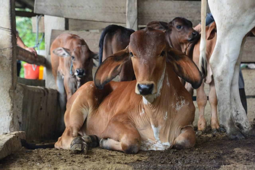Primeros resultados del proyecto de inseminación artificial en Palanda