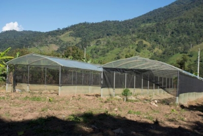 Panguintza cuenta con invernadero comercial de verduras y hortalizas