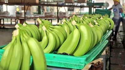 Bananeros pueden perder la licencia de exportaci&oacute;n si no respetan precio m&iacute;nimo