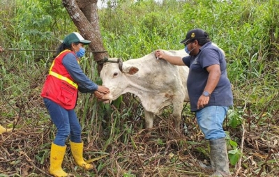 Campa&ntilde;a de desparasitaci&oacute;n de bovinos beneficia a 50 ganaderos en Tundayme y Chuchumbletza