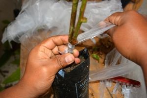 En el vivero de Cumbaratza AGROPZACHIN, injert&oacute; 1000 plantas de cacao
