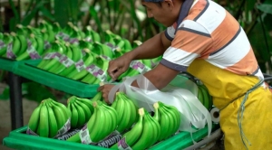 BanEcuador entregar&aacute; cr&eacute;ditos a productores bananeros para prevenir la plaga del moko
