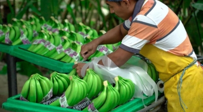 BanEcuador entregar&aacute; cr&eacute;ditos a productores bananeros para prevenir la plaga del moko