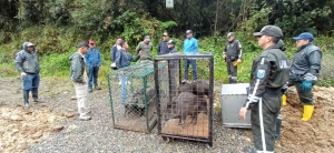 14 sa&iacute;nos de collar vuelven a su h&aacute;bitat natural