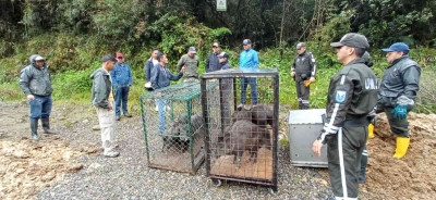 14 sa&iacute;nos de collar vuelven a su h&aacute;bitat natural