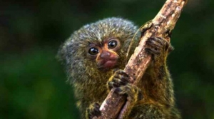 Nueva especie del mono m&aacute;s peque&ntilde;o del mundo fue encontrada en Ecuador