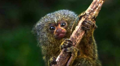 Nueva especie del mono m&aacute;s peque&ntilde;o del mundo fue encontrada en Ecuador
