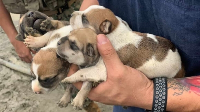 Rescatan a 42 perros de la c&aacute;rcel regional de Guayaquil