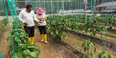 Asociaci&oacute;n Mundo Verde le apuesta a la producci&oacute;n de pimiento