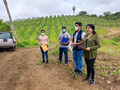 Dos fincas de Pitahaya fueron certificadas como sitios libres de moscas de la fruta en El Pangui