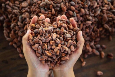 Precio de cacao rompe r&eacute;cord y ya roza los USD 10.000 por tonelada