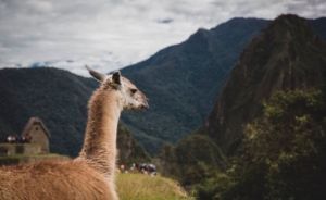 &iquest;Los anticuerpos de las llamas tienen la cura para el COVID-19?