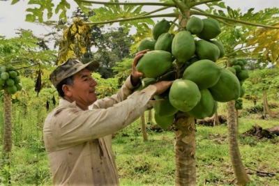 Emprendimiento de producci&oacute;n de papaya en la parroquia Chica&ntilde;a
