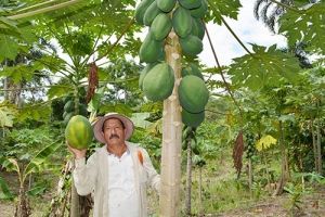 El Guismi le apuestan al emprendimiento de papaya