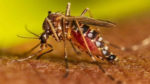 Ecuador confirma 11 492 casos de dengue en 11 semanas de 2024