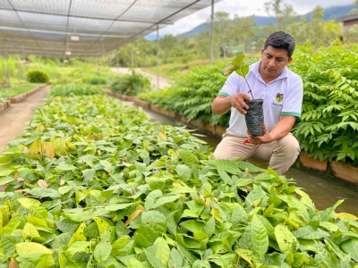 Prefectura de Zamora Chinchipe potencia la producci&oacute;n de Cacao Ancestral