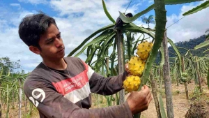 ECSA apoya el cultivo de pitahaya en la parroquia Tundayme